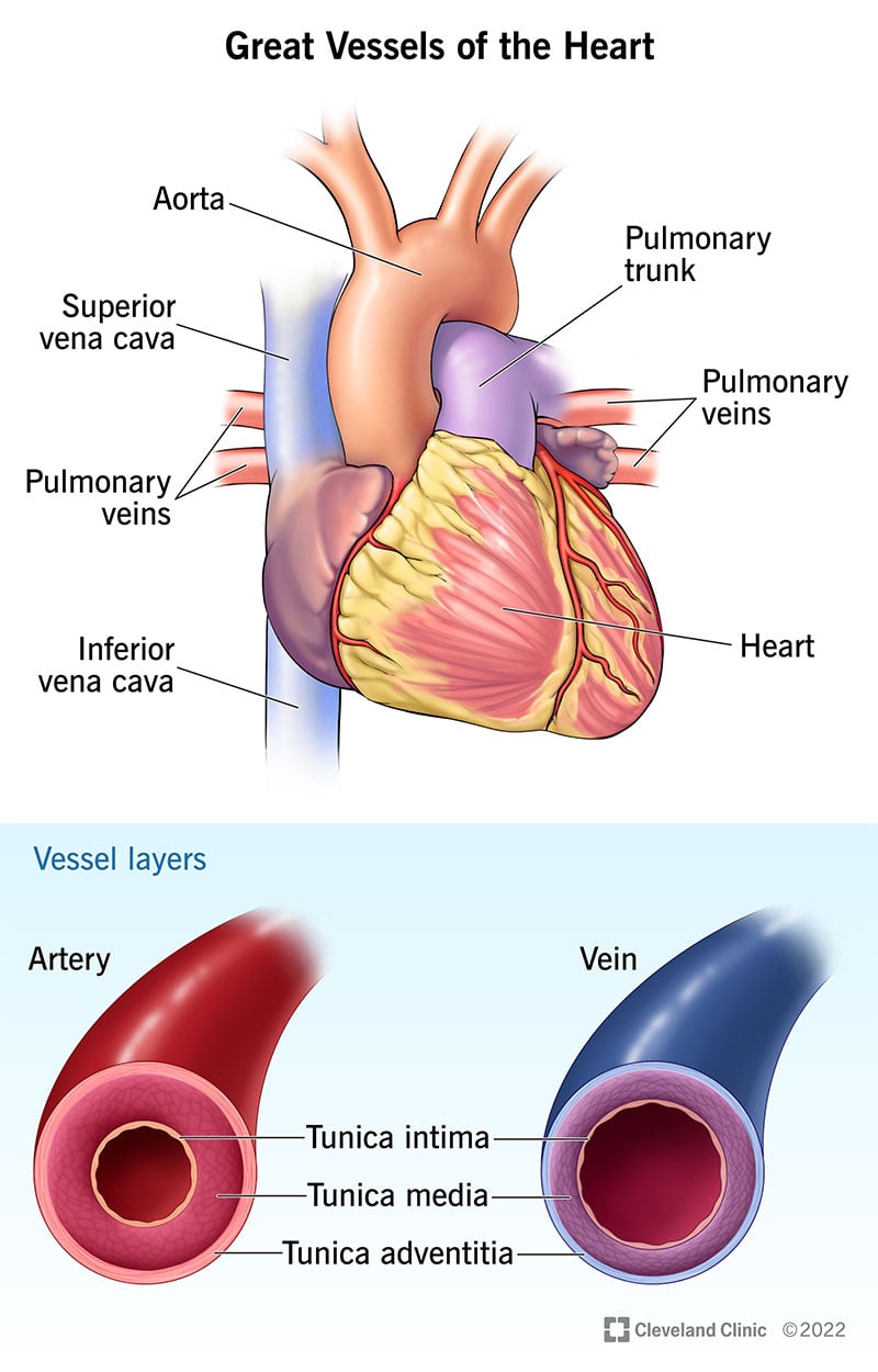 Ilustrācija, kurā parādīti galvenie asinsvadi, kas ved asinis uz jūsu sirdi un no tās, un slāņi, kas veido šos asinsvadus.