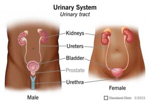 21197 urinary systems