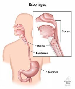 21728 esophagus