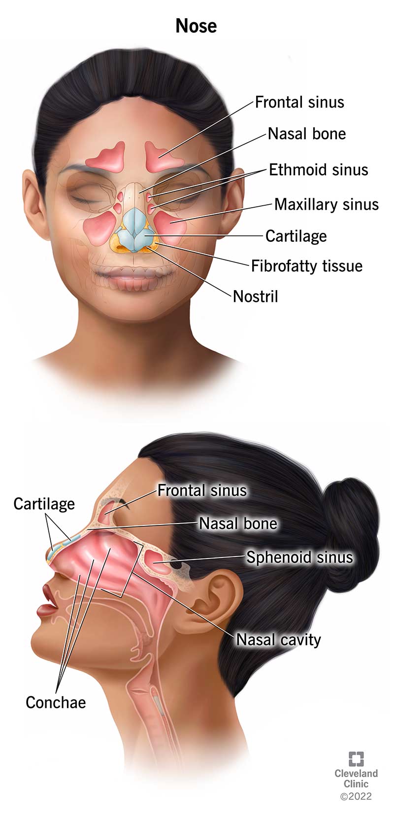 Diagramma parāda cilvēka deguna anatomiju no priekšpuses un sānu skata.