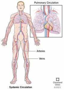 21833 cardiovascular system illustration