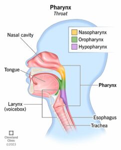 21869 pharynx