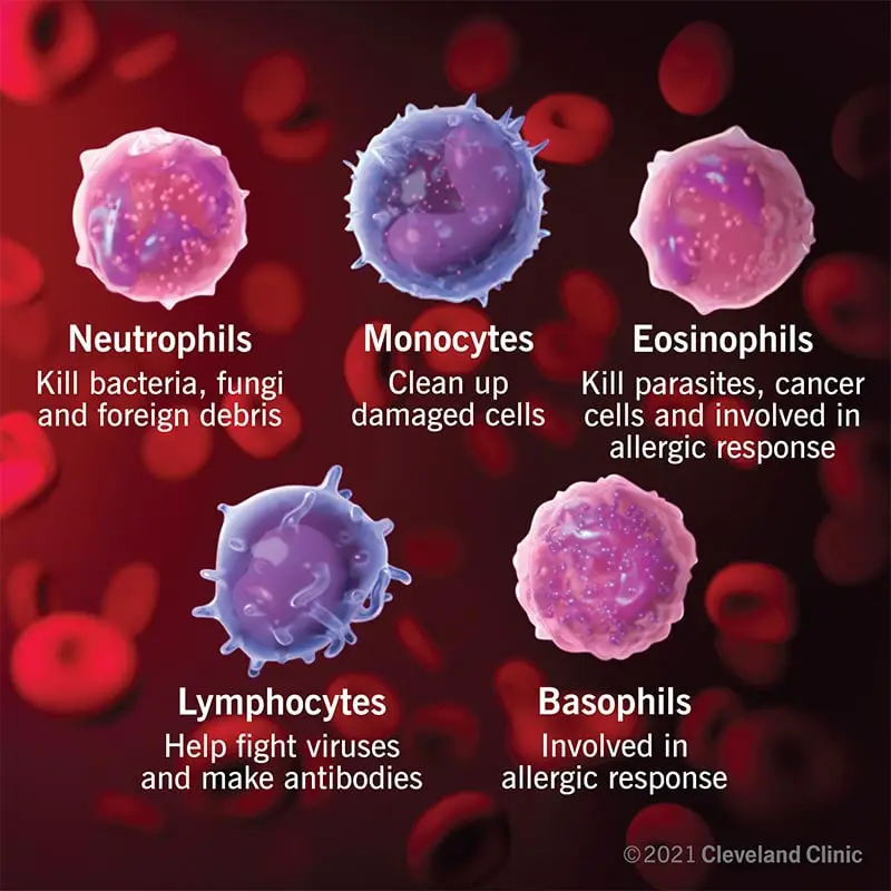 21871 white blood cells function