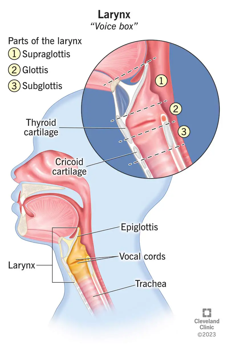 (Pa kreisi) Jūsu balsene (balss kaste) satur jūsu epiglottis un balss saites, un tā ir sadalīta trīs daļās (ielaidums).