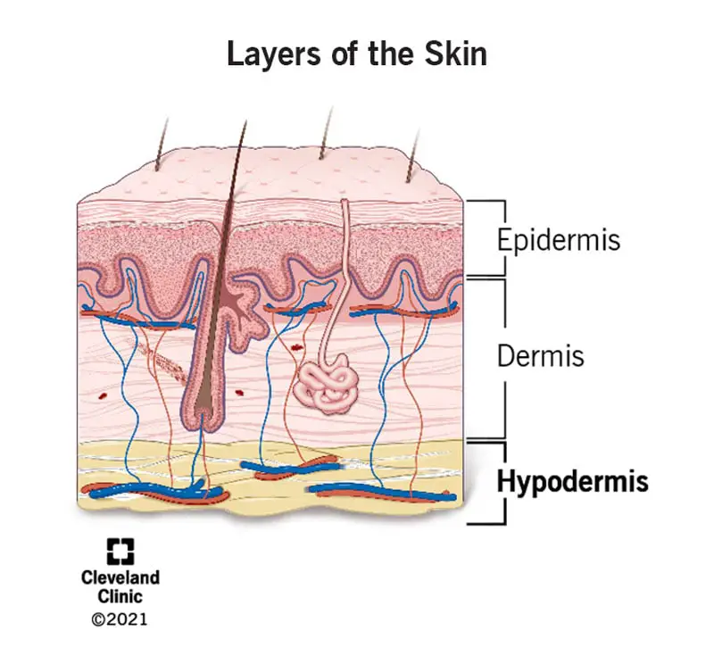 21902 hypodermis