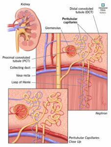 21914 peritubular capillaries