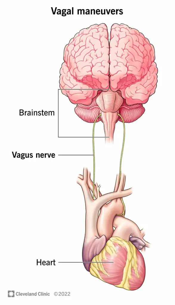 22227 vagal maneuvers