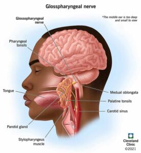 22269 glossopharyngeal nerve