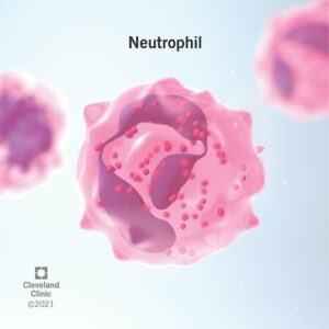 22367 neutrophil