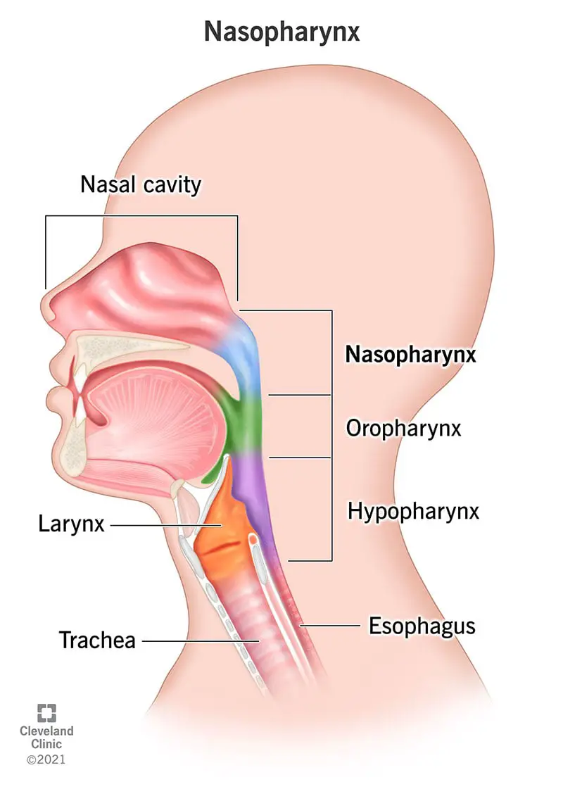 Diagramma, kas parāda nazofarneksa atrašanās vietu.