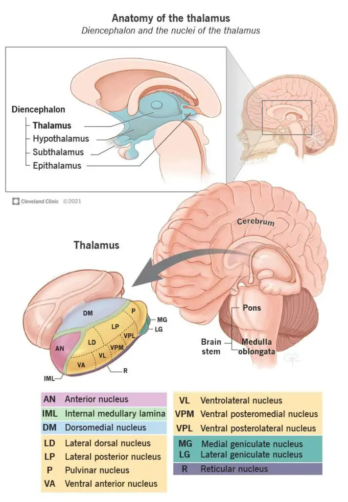 22652 thalamus