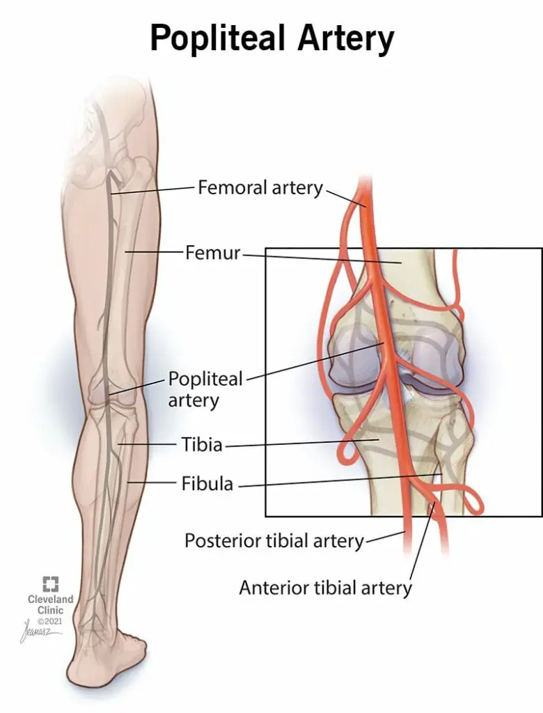 22708 popliteal artery