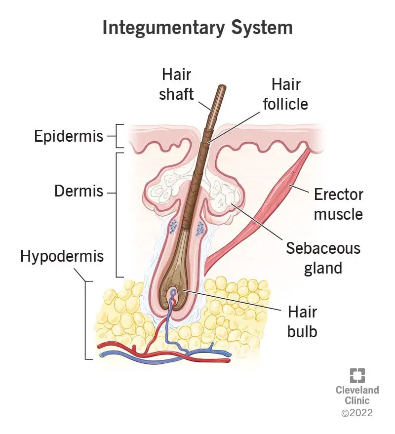 22827 integumentary system