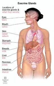 22947 exocrine glands