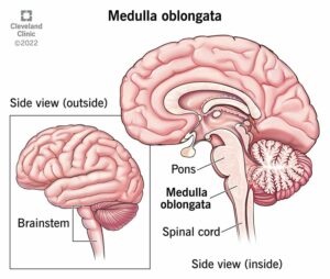 23001 medulla oblongata