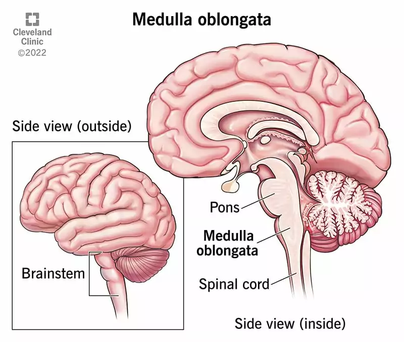 23001 medulla oblongata