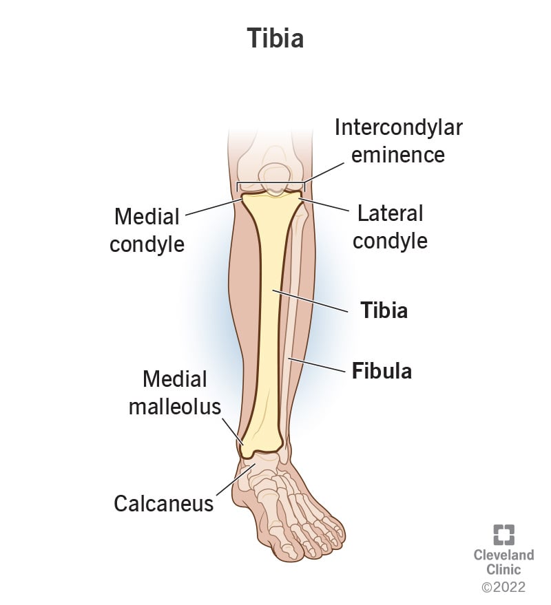 23026 tibia