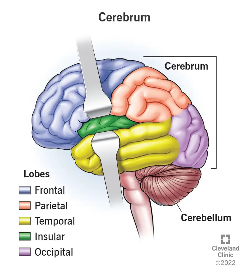 23083 cerebrum