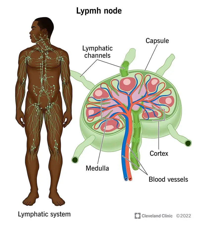 23131 lymph nodes