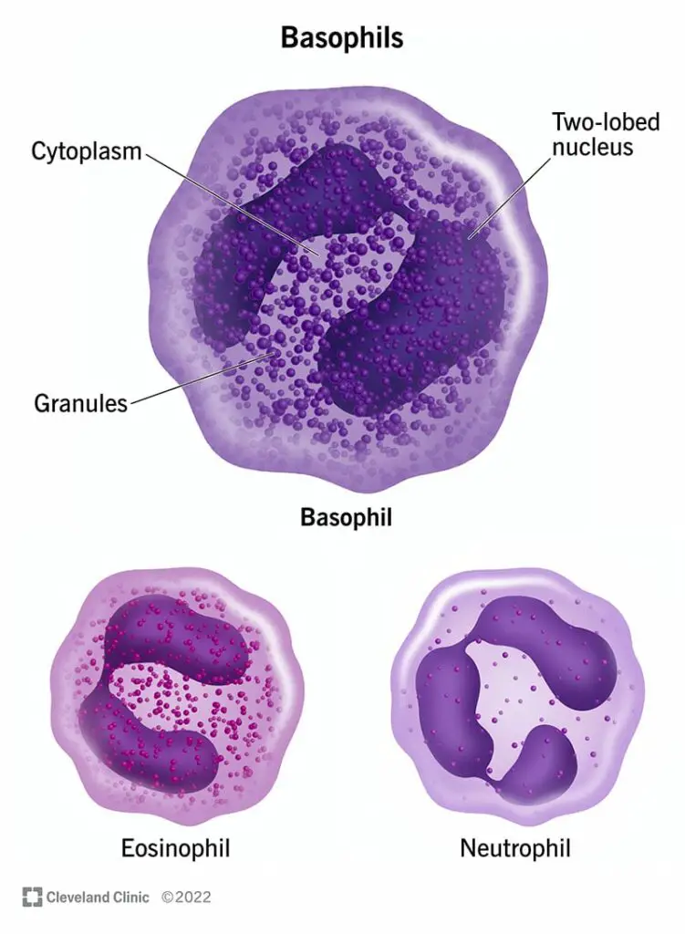 23256 basophil