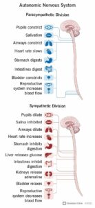 23273 autonomic nervous system