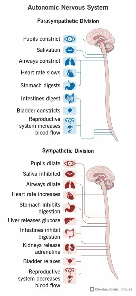 23273 autonomic nervous system