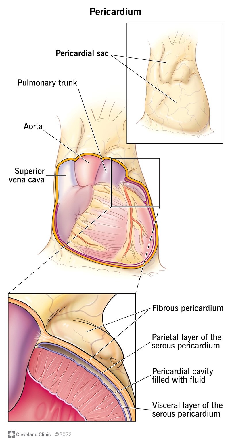 Jūsu perikarda slāņu ilustrācija.