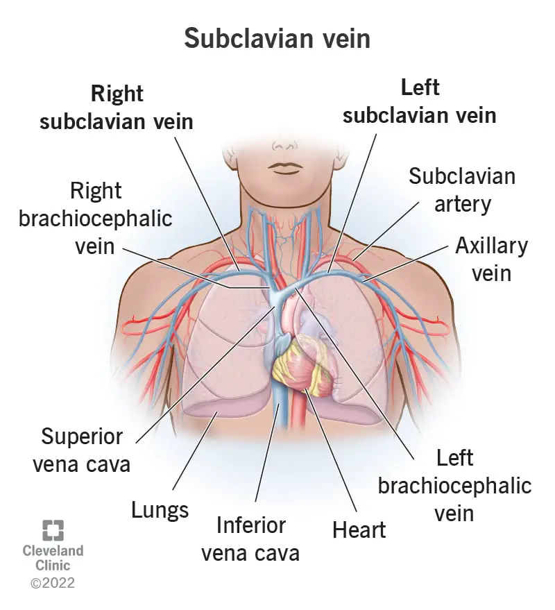 23941 subclavian vein