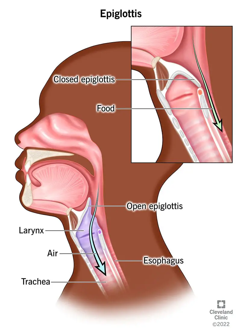 Augšējais labais ielaidums.  Epiglottis ir noslēgts virs trahejas, tāpēc pārtika nokļūst pa barības vadu, nevis traheju.  Pilna ilustrācija.  Sānu skats uz galvas, kurā redzams atvērts epiglottis (augšējā labajā stūrī) balsene un traheja (pa kreisi), un gaiss virzās lejup pa balseni un traheju.  Barības vads labajā pusē.