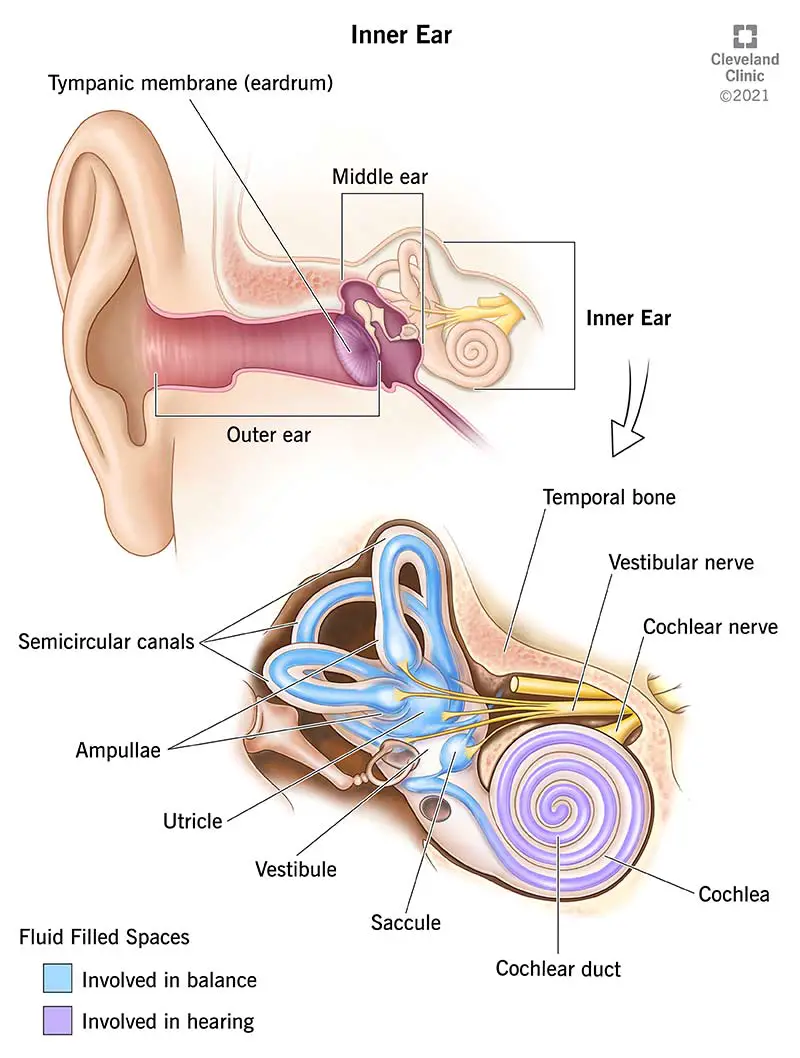 Augšējā ilustrācijā parādīta vispārējā auss anatomija.  Apakšējā attēlā parādīta iekšējās auss anatomijas informācija.