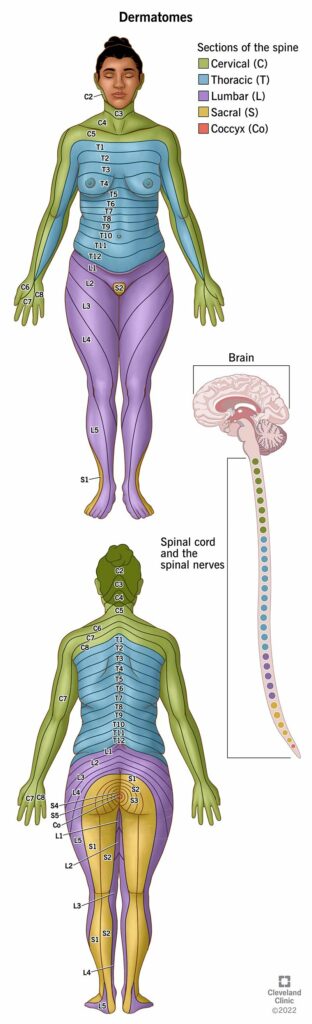 24379 dermatomes