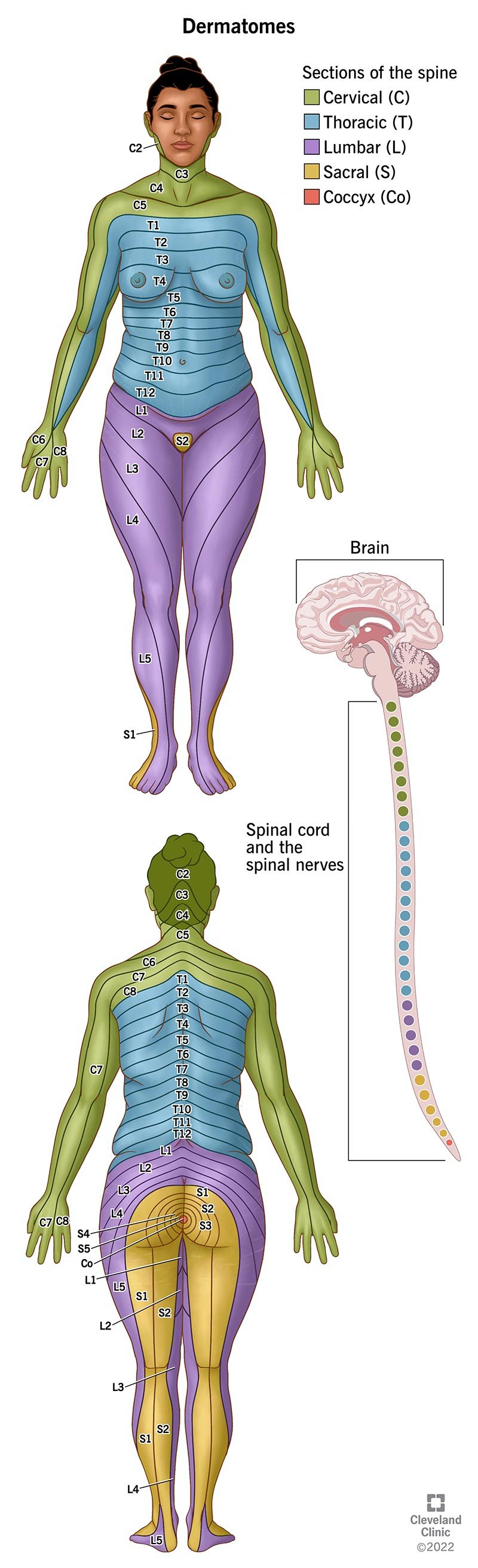 Jūsu ādas dermatomas var kalpot kā karte, sniedzot norādes par muguras smadzeņu un muguras nervu traumu atrašanās vietu.