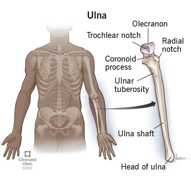 24520 ulna