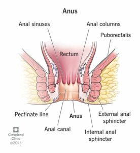 24784 anus