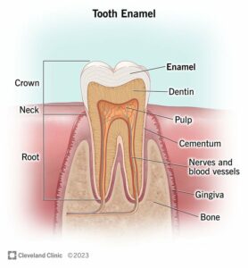 24798 tooth enamel