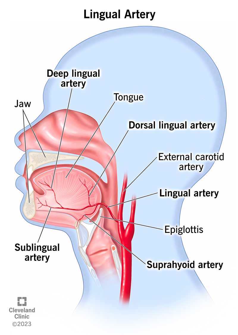 Jūsu mēles artērija nogādā asinis no kakla uz daudzām mutes daļām.