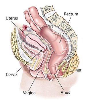 4110 anatomy woman