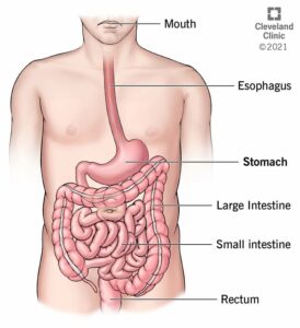 stomach illustration.ashx