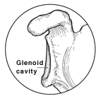 Glenoid dobuma ilustrācija plecā.