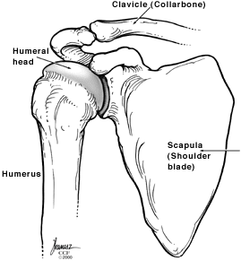 Pleca kaulu ilustrācija.