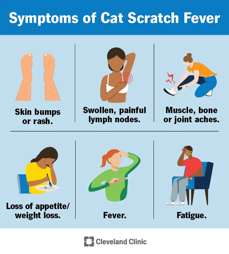 1705317687 23537 cat scratch fever