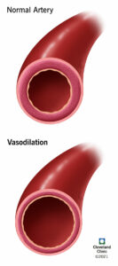 1706195186 23352 vasodilation illustration