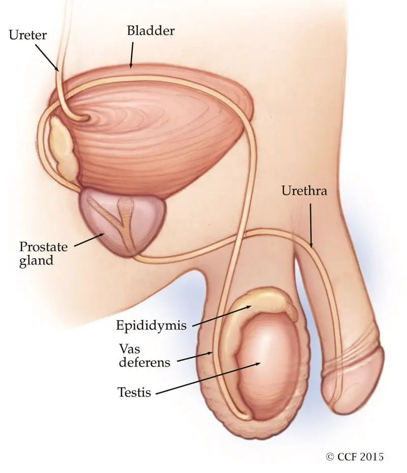 17879 prostatic urethral lift