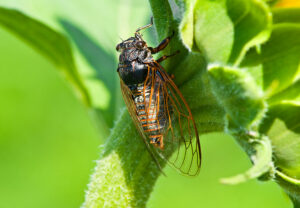 EatingCicadas 1130647357 770x533 1