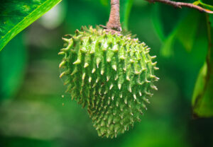 Soursop 529494173 770x533 1