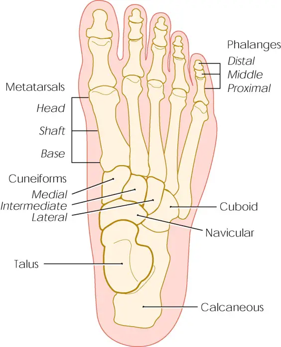 Pēdas kauli, ieskaitot pleznas kaulus, falangas (pirkstus) un calcaneus (papēdis).