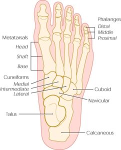 1706862084 15841 stress fractures