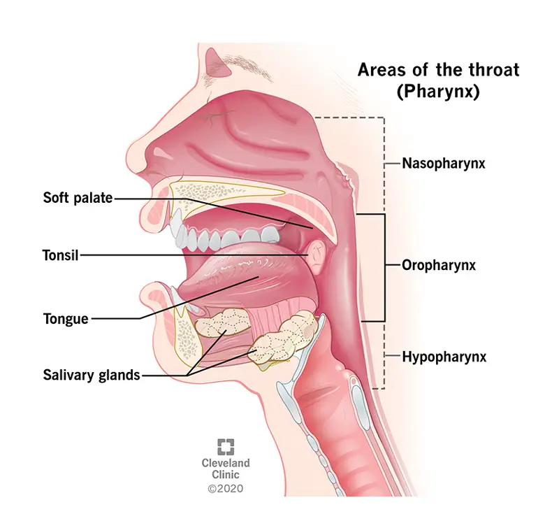 1707529039 12180 oropharyngeal cancer