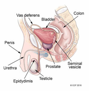 1707775995 17768 urethrocutaneous fistula