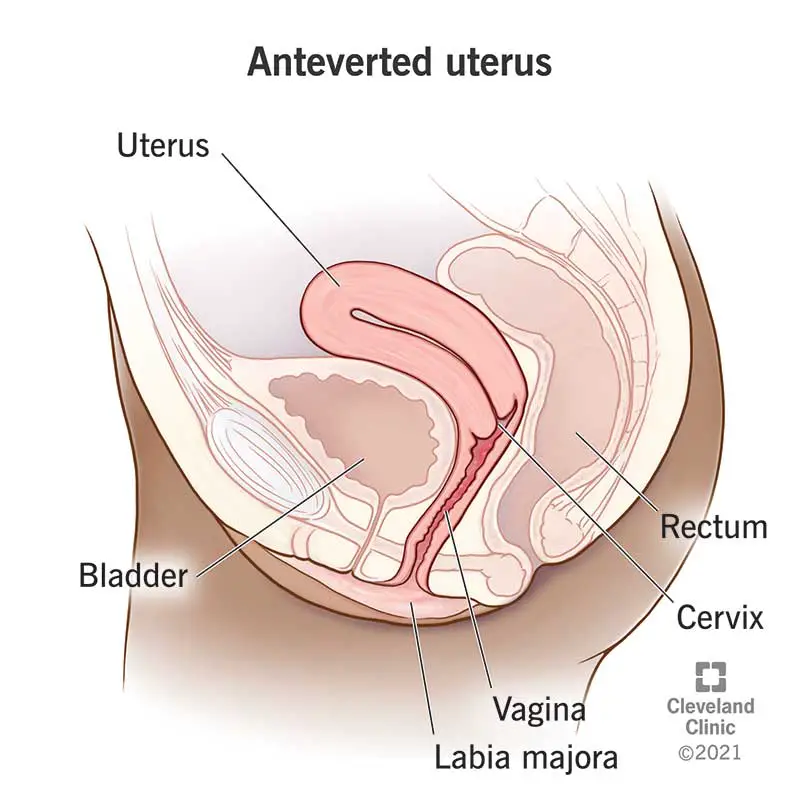 1709042538 22569 anteverted uterus